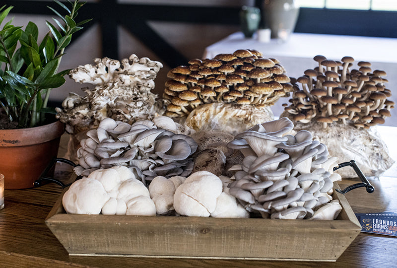 Culinary Mushrooms